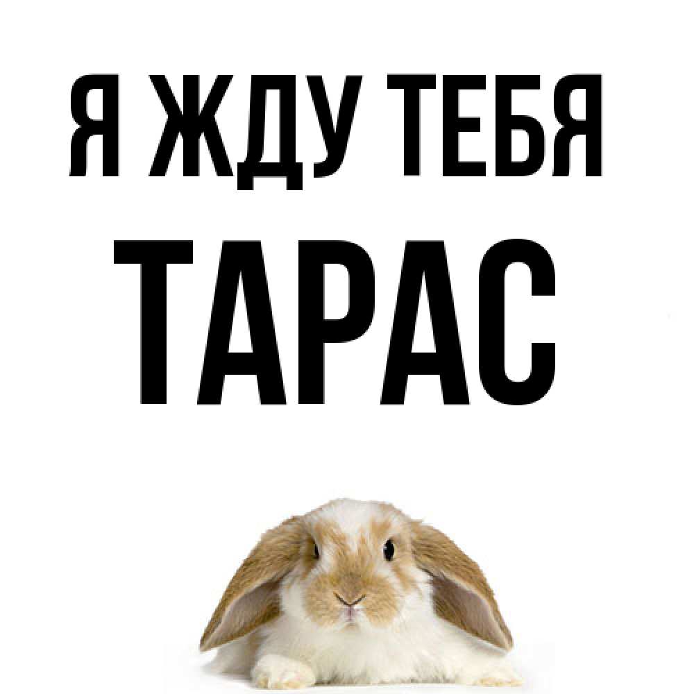 Открытка на каждый день с именем, Тарас Я жду тебя подписать своими руками онлайн Прикольная открытка с пожеланием онлайн скачать бесплатно 