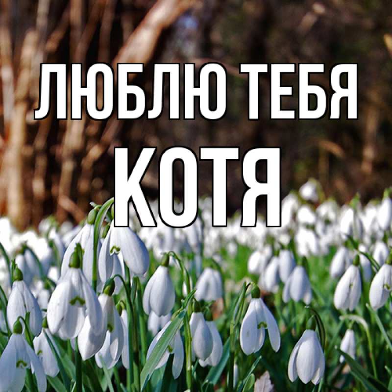 Картинка Люблю тебя, Котя