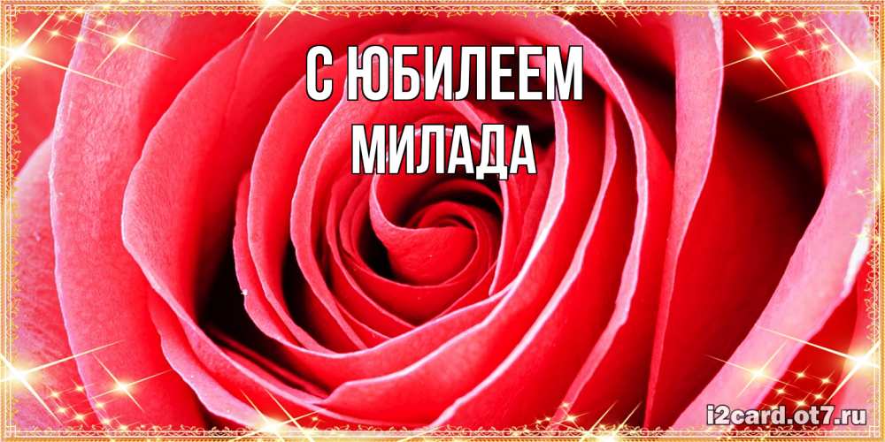 Открытка на каждый день с именем, Милада C юбилеем розовая роза очень крупный бутон Прикольная открытка с пожеланием онлайн скачать бесплатно 