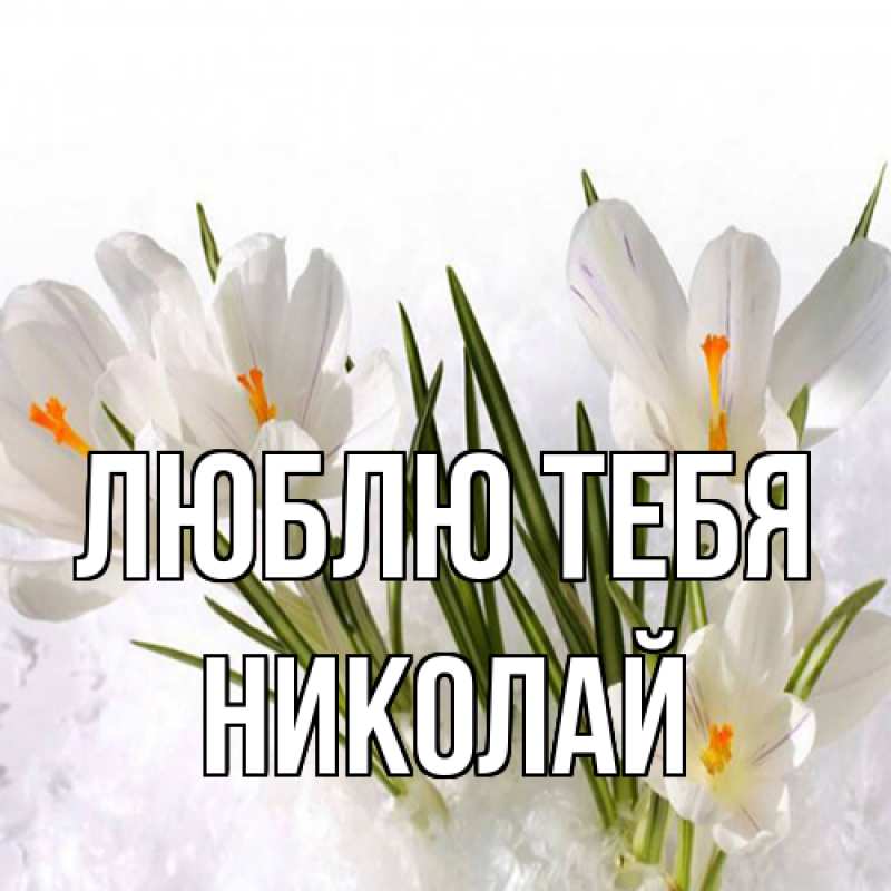 Картинка Люблю тебя, Николай