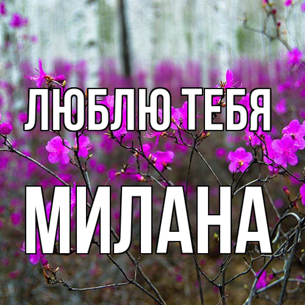 Открытка на каждый день с именем, Милана Люблю тебя дикие цветы Прикольная открытка с пожеланием онлайн скачать бесплатно 