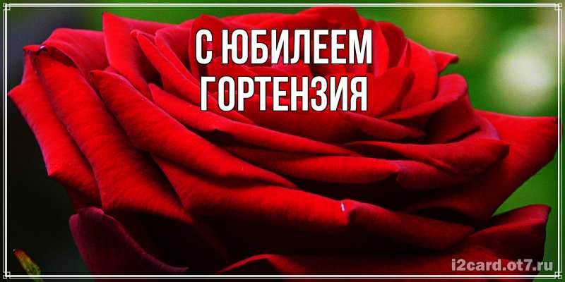 Картинка C юбилеем, Гортензия