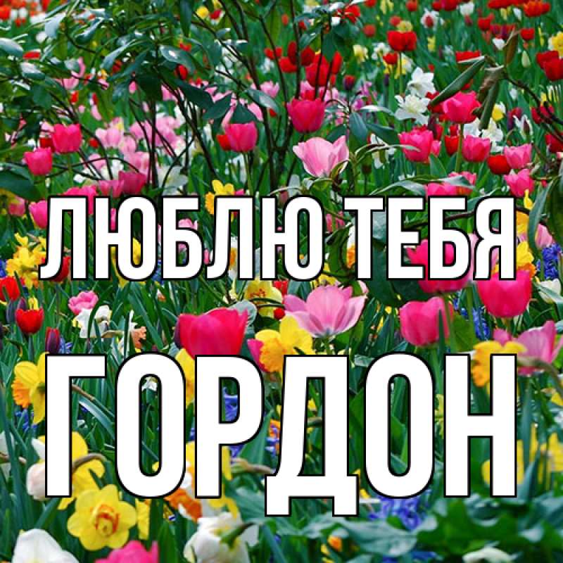Картинка Люблю тебя, Гордон