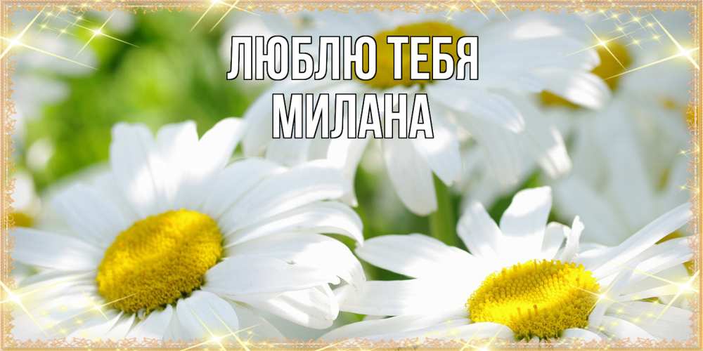 Открытка на каждый день с именем, Милана Люблю тебя красивые открытки с белыми цветами на международный женский день Прикольная открытка с пожеланием онлайн скачать бесплатно 