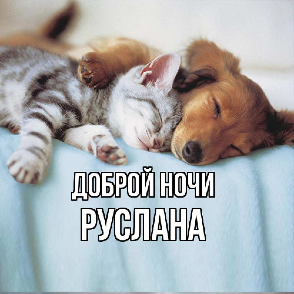 Открытка на каждый день с именем, Руслана Доброй ночи с животными Прикольная открытка с пожеланием онлайн скачать бесплатно 