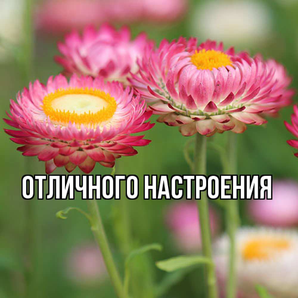 Открытка на каждый день с именем, Габриэлла Люблю тебя подарок на международный женский день Прикольная открытка с пожеланием онлайн скачать бесплатно 