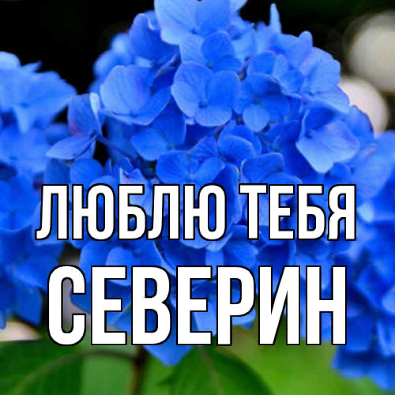 Картинка Люблю тебя, Северин