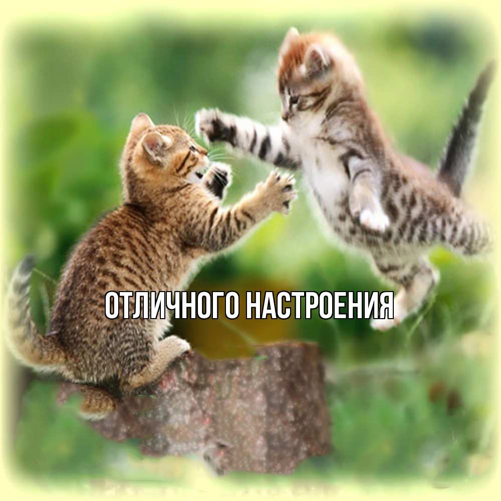 Открытка на каждый день с именем, Кисуля-моя Обнимашки игры котят Прикольная открытка с пожеланием онлайн скачать бесплатно 