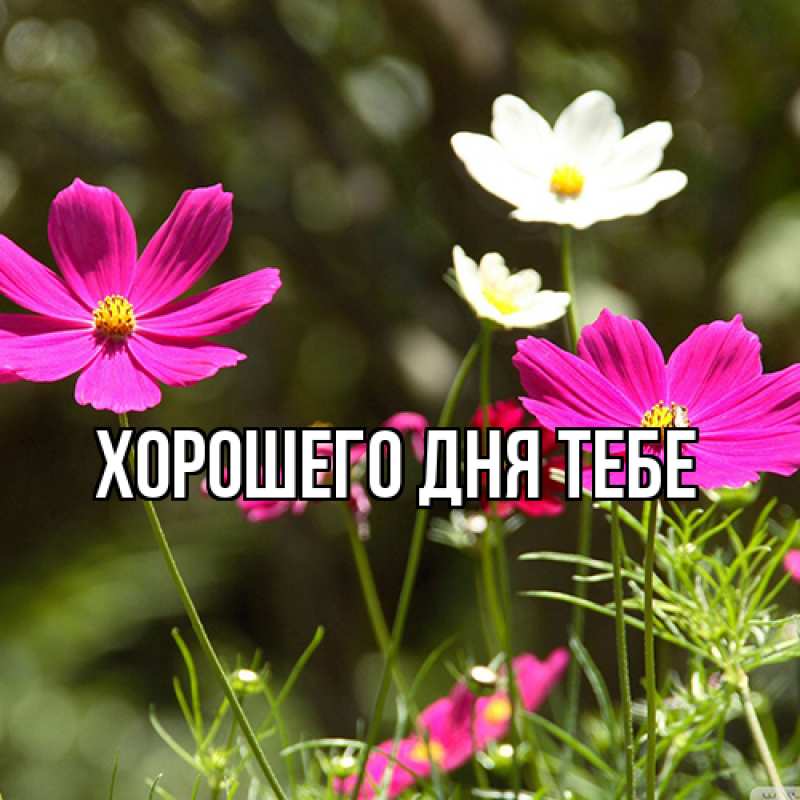 Картинка Люблю тебя, Гордон