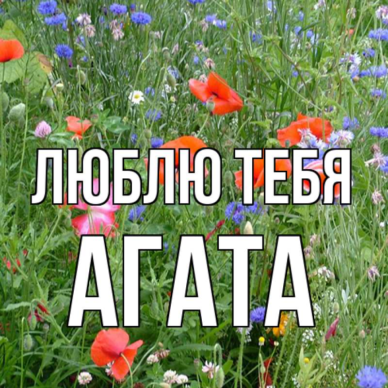 Картинка Люблю тебя, Агата
