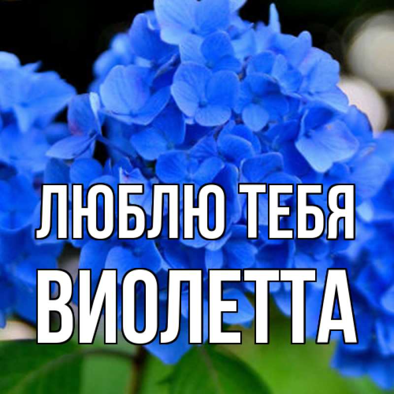 Картинка Люблю тебя, Виолетта