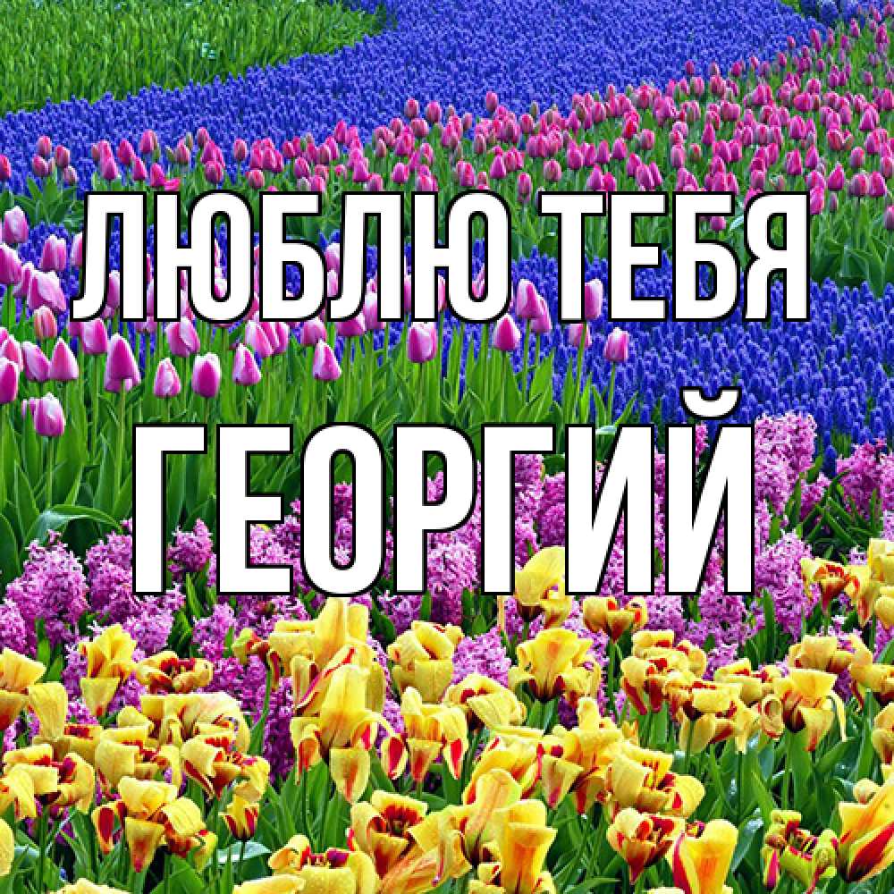 Открытка на каждый день с именем, Георгий Люблю тебя цветы Прикольная открытка с пожеланием онлайн скачать бесплатно 