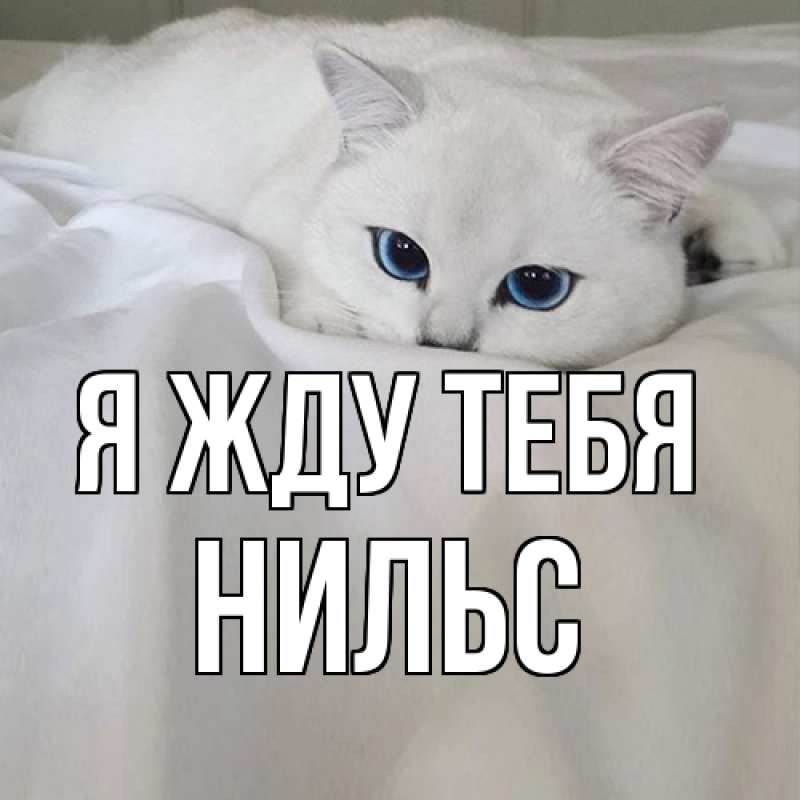 Картинка Я жду тебя, Нильс