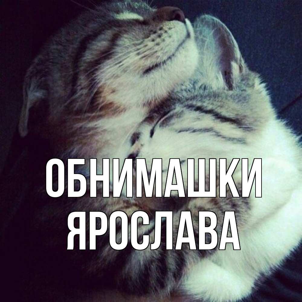 Открытка на каждый день с именем, Ярослава Обнимашки полосатики Прикольная открытка с пожеланием онлайн скачать бесплатно 