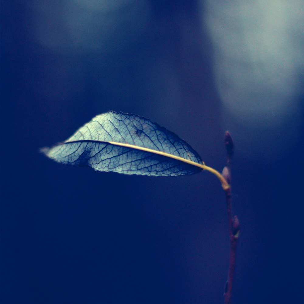 Открытка на каждый день с именем, Иветта Не грусти все будет хорошо растение Прикольная открытка с пожеланием онлайн скачать бесплатно 