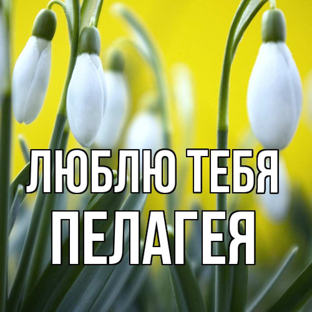 Открытка на каждый день с именем, Пелагея Люблю тебя весенние цветы Прикольная открытка с пожеланием онлайн скачать бесплатно 