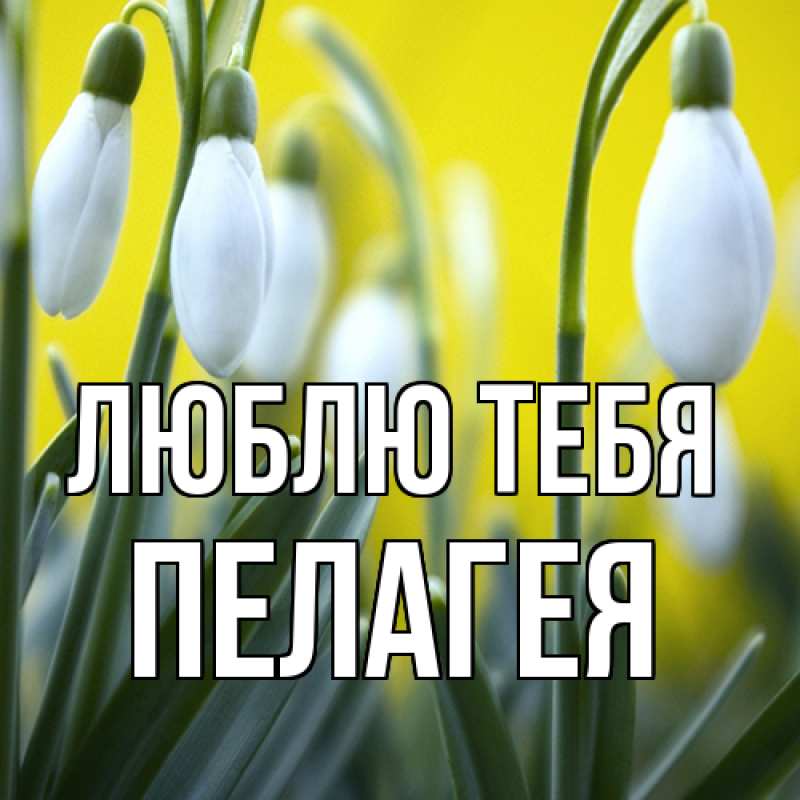 Картинка Люблю тебя, Пелагея