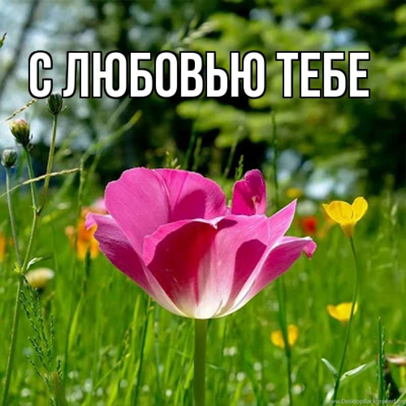 Картинка Люблю тебя, Май