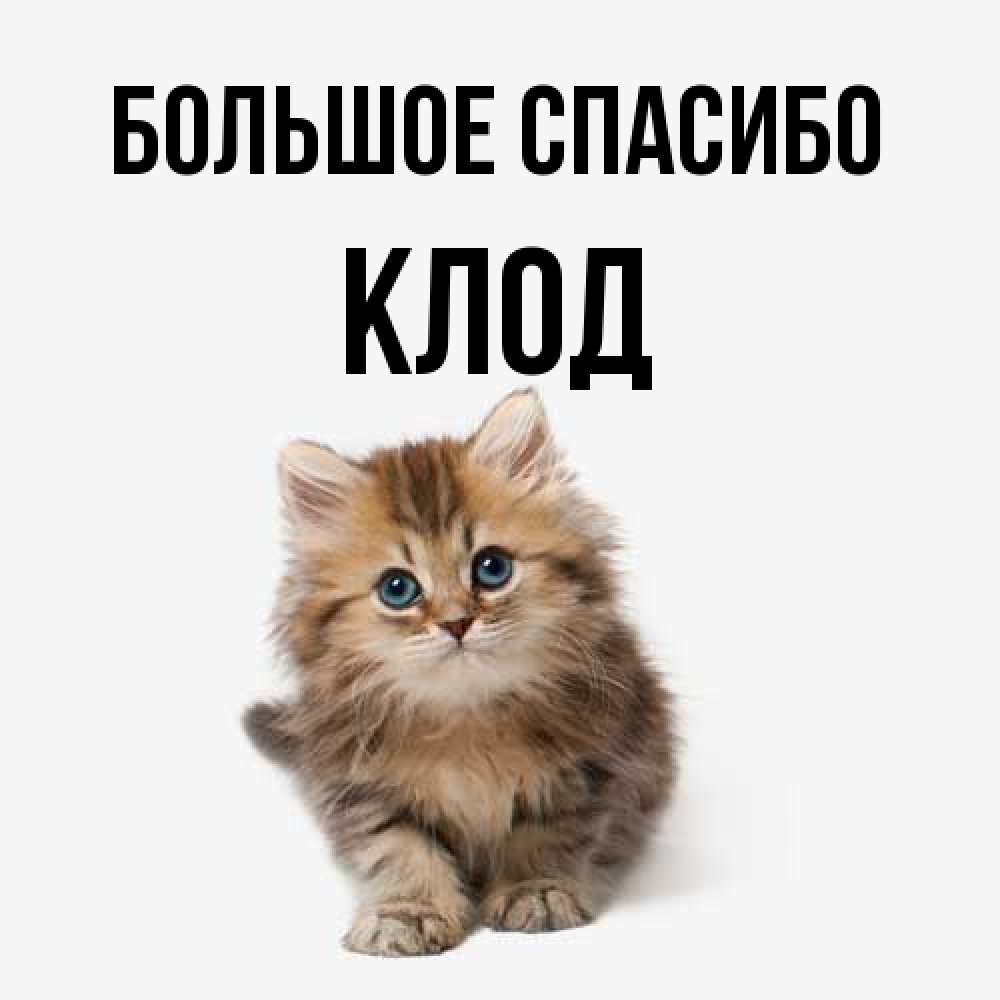 Открытка на каждый день с именем, Клод Большое спасибо пушистый котик Прикольная открытка с пожеланием онлайн скачать бесплатно 