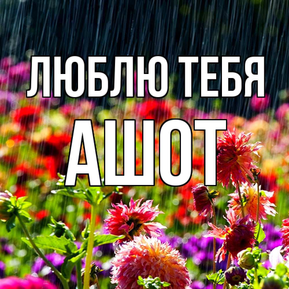 Открытка на каждый день с именем, Ашот Люблю тебя цветы под дождиком к международному женскому дню Прикольная открытка с пожеланием онлайн скачать бесплатно 