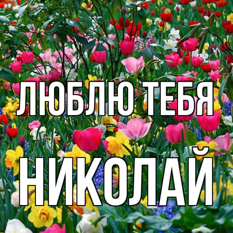 Картинка Люблю тебя, Николай