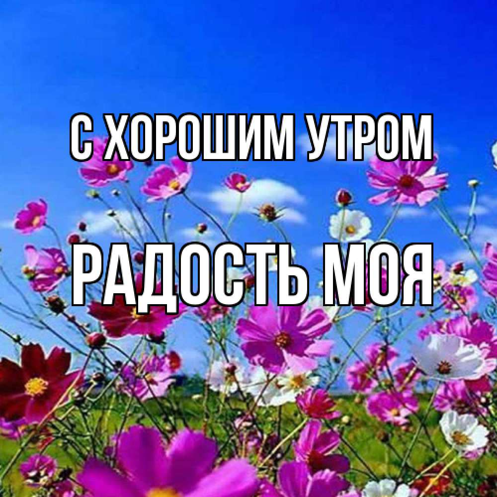 Открытка на каждый день с именем, Радость-моя С хорошим утром сиреневые цветы Прикольная открытка с пожеланием онлайн скачать бесплатно 
