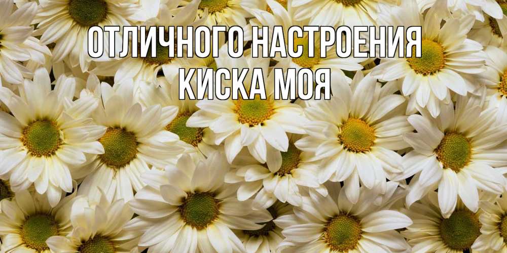 Открытка на каждый день с именем, Киска-моя Отличного настроения крупные ромашки Прикольная открытка с пожеланием онлайн скачать бесплатно 