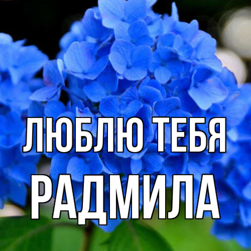 Открытка на каждый день с именем, Радмила Люблю тебя синие цветы Прикольная открытка с пожеланием онлайн скачать бесплатно 