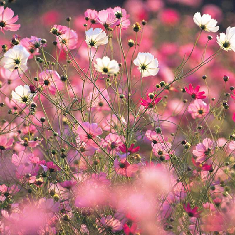 Картинка Люблю тебя, Коля