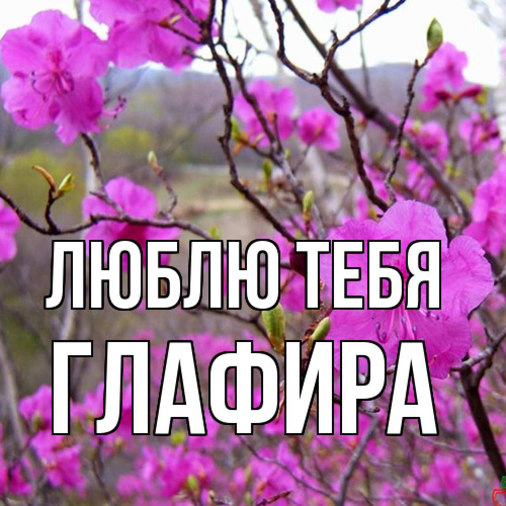 Открытка на каждый день с именем, Глафира Люблю тебя международный женский день Прикольная открытка с пожеланием онлайн скачать бесплатно 
