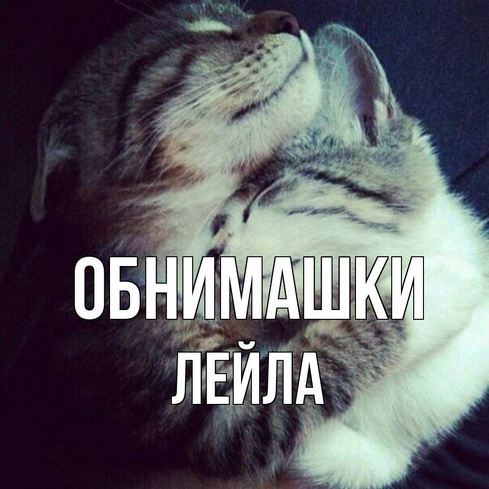 Открытка на каждый день с именем, Лейла Обнимашки полосатики Прикольная открытка с пожеланием онлайн скачать бесплатно 