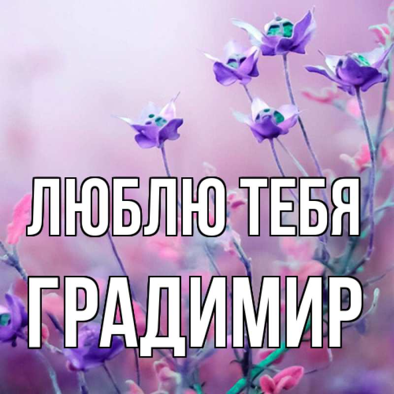 Картинка Люблю тебя, Градимир