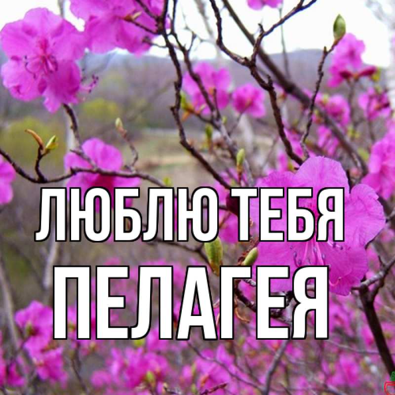 Картинка Люблю тебя, Пелагея