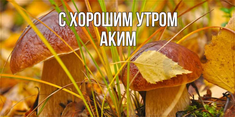 Открытка на каждый день с именем, Аким С хорошим утром осенние грибы Прикольная открытка с пожеланием онлайн скачать бесплатно 
