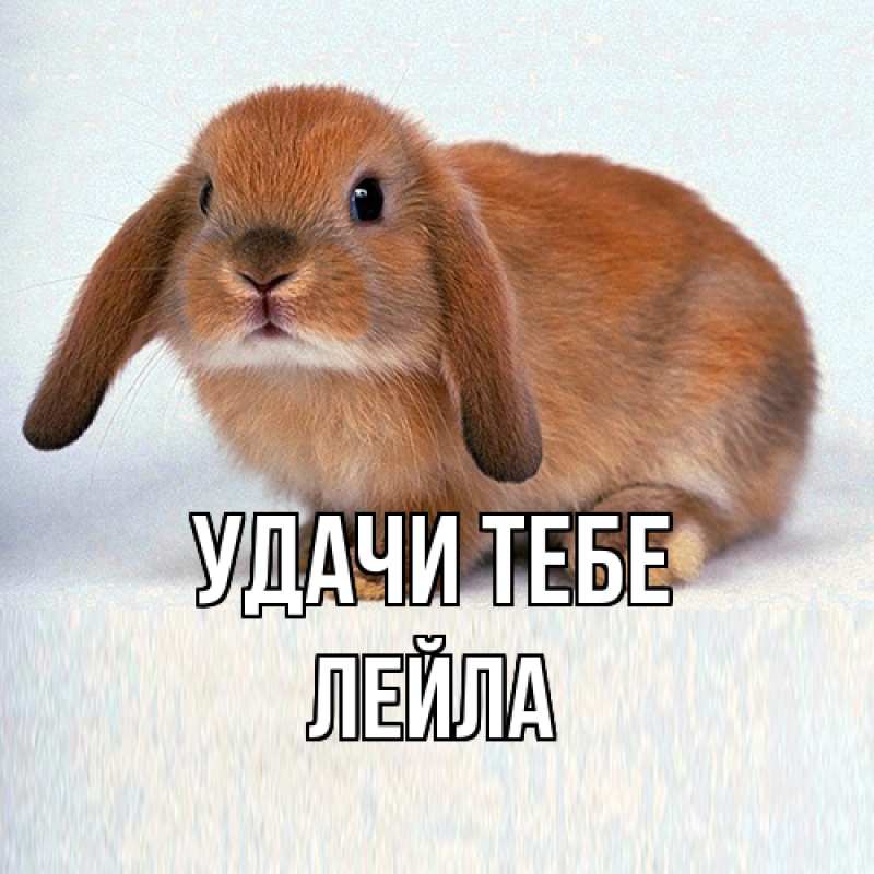 Картинка Удачи тебе, Лейла