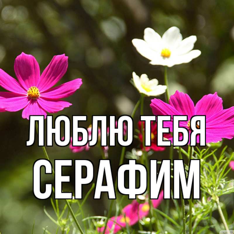 Открытка с именем, Серафим, Люблю тебя