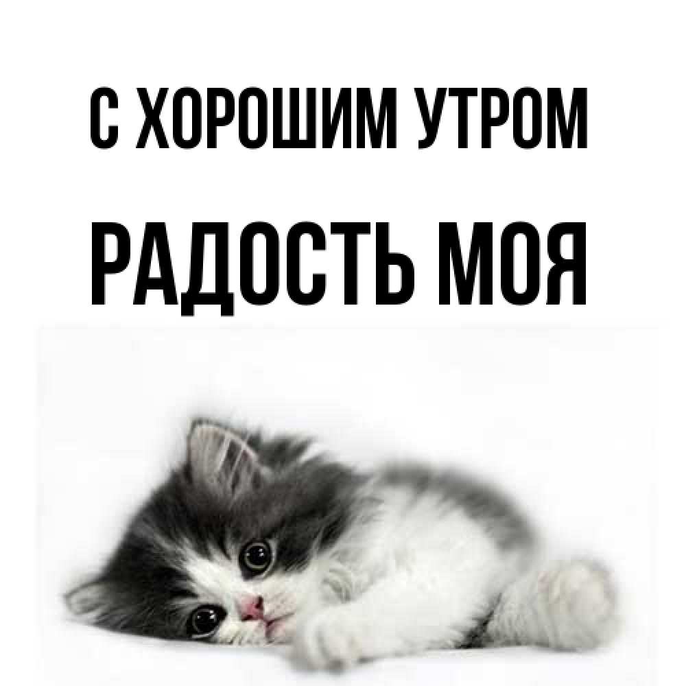 Открытка на каждый день с именем, Радость-моя С хорошим утром кот лапки Прикольная открытка с пожеланием онлайн скачать бесплатно 
