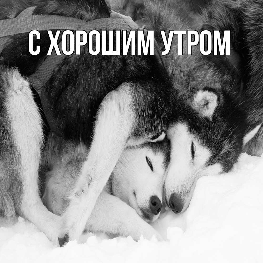 Открытка на каждый день с именем, Тарас Обнимашки собачки в упряжке Прикольная открытка с пожеланием онлайн скачать бесплатно 