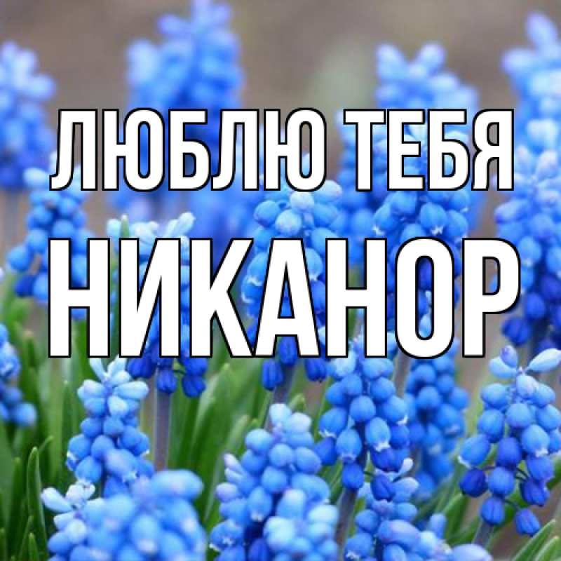 Картинка Люблю тебя, Никанор