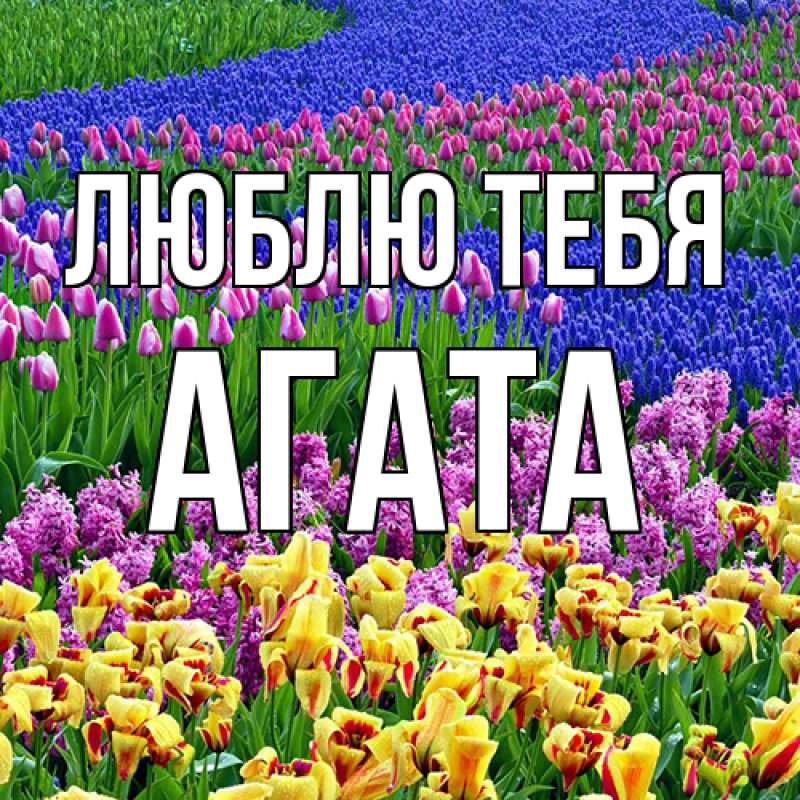 Картинка Люблю тебя, Агата