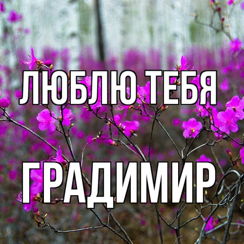 Картинка Люблю тебя, Градимир