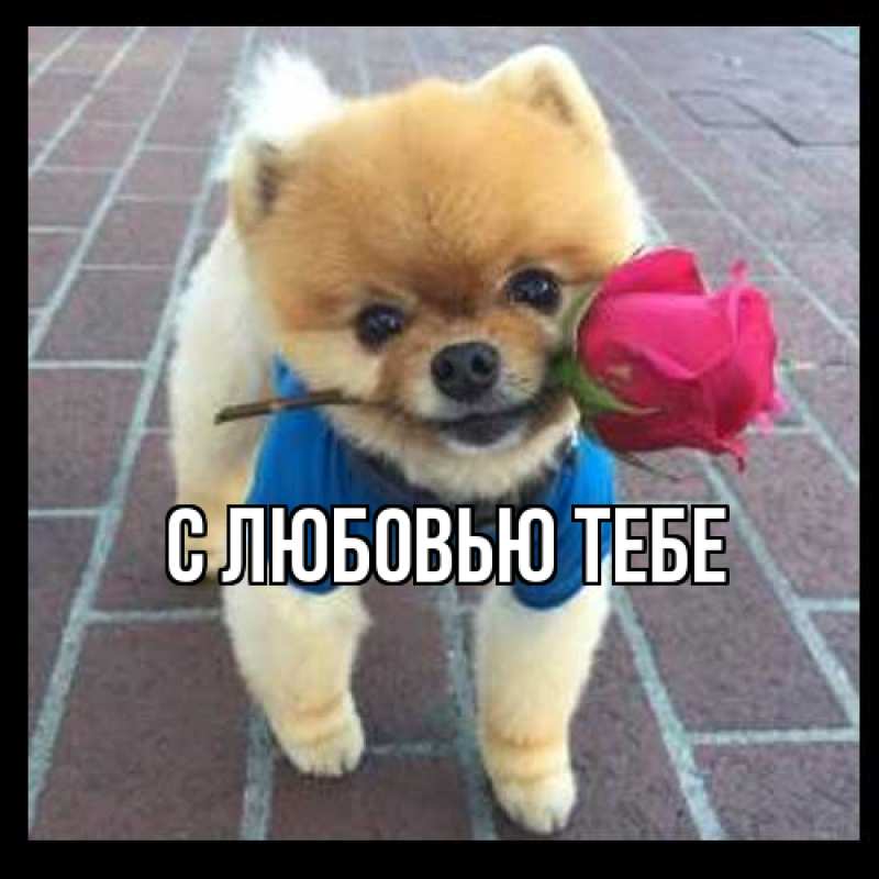 Картинка Как дела, Олесь