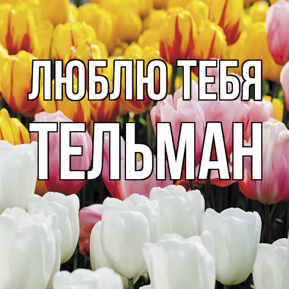 Открытка на каждый день с именем, Тельман Люблю тебя разноцветные цветы Прикольная открытка с пожеланием онлайн скачать бесплатно 