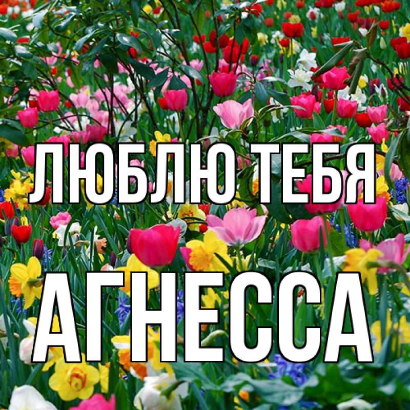 Картинка Люблю тебя, Агнесса