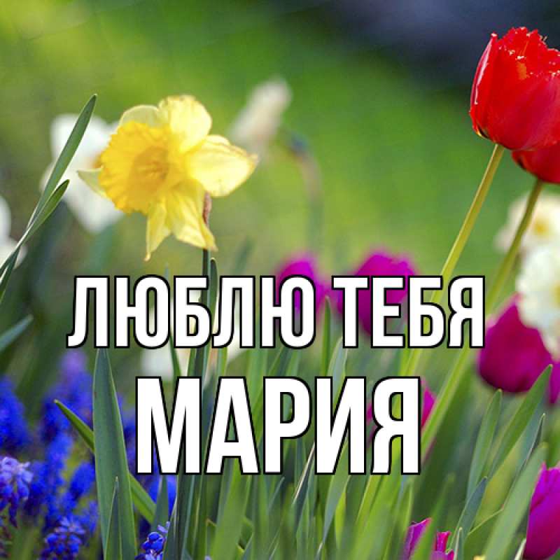 Картинка Люблю тебя, Мария