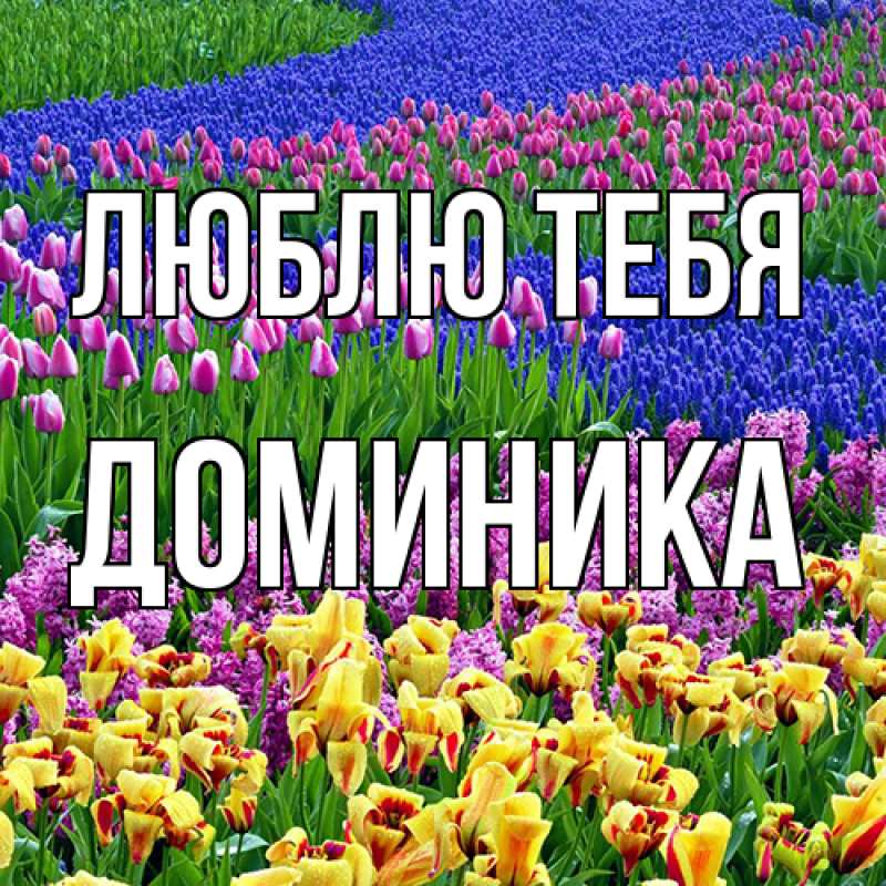 Картинка Люблю тебя, Доминика