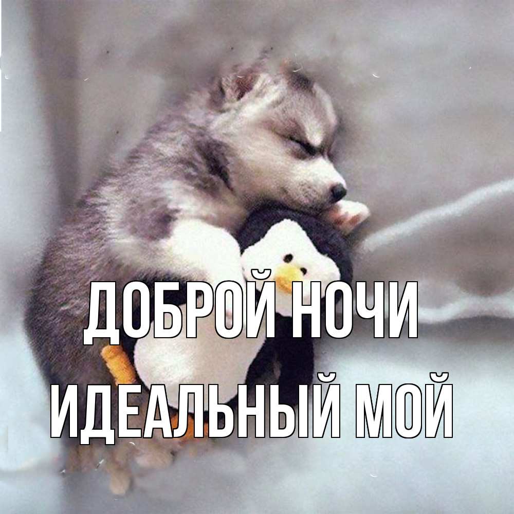 Открытка на каждый день с именем, Идеальный-мой Доброй ночи обнимашки щенка и пингвина Прикольная открытка с пожеланием онлайн скачать бесплатно 