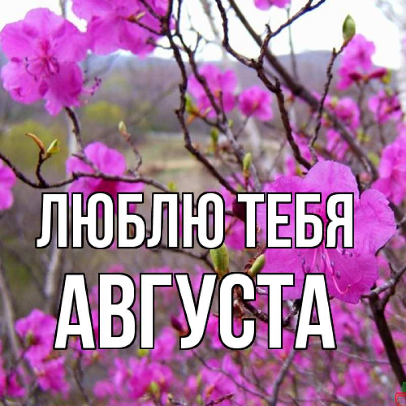 Картинка Люблю тебя, Августа