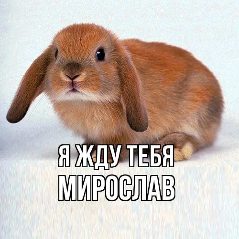 Картинка Я жду тебя, Мирослав