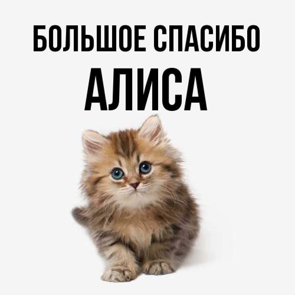 Открытка на каждый день с именем, Алиса Большое спасибо пушистый котик Прикольная открытка с пожеланием онлайн скачать бесплатно 